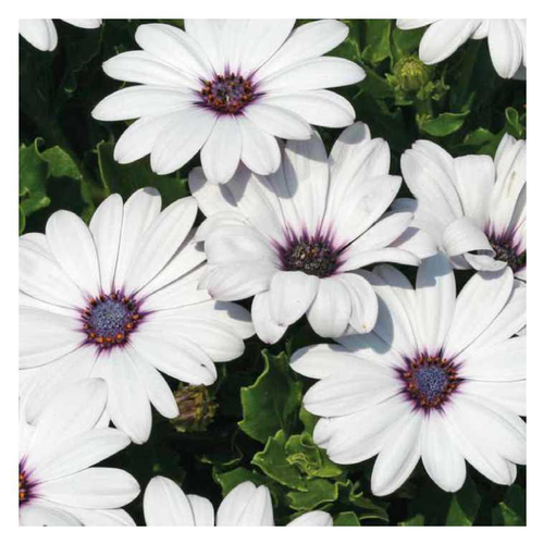 Visuel 1 du produit Osteospermum rampant blanc - Le pot de 9 x 9 cm