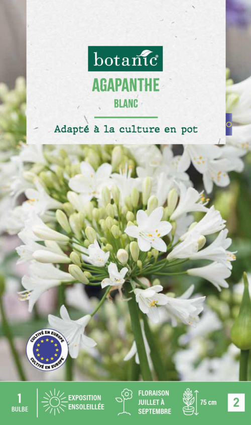 Visuel 1 du produit Agapanthe botanic® coloris blanc - 1 bulbe