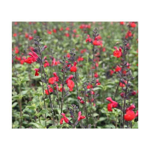 Visuel 1 du produit sauge 'royal bumble' - Le pot de 5 litres