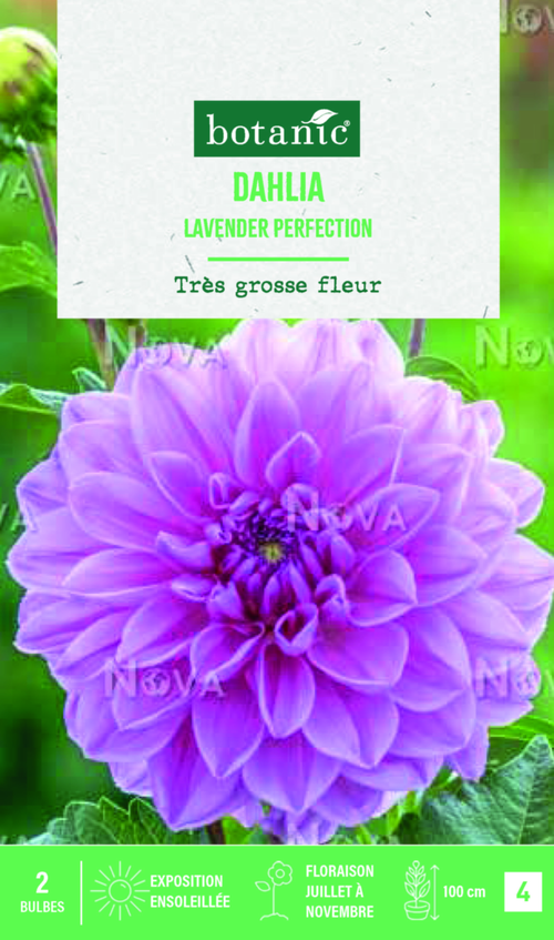 Visuel 1 du produit Bulbes de fleurs Dahlia décoratif Lavender Perfection botanic® - 2 bulbes