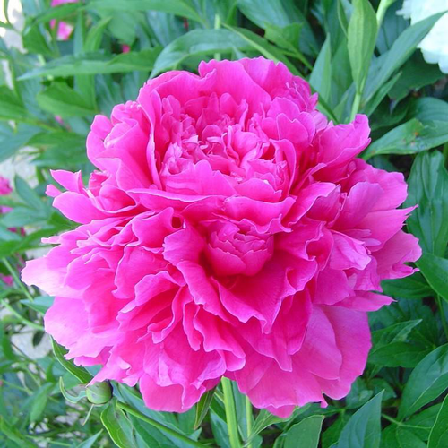 Visuel 1 du produit Pivoine Herbacee Karl Rosenfield - Le pot de 5 litres