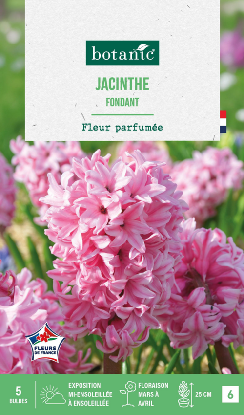 Visuel 1 du produit Jacinthe fondant botanic® - 5 bulbes