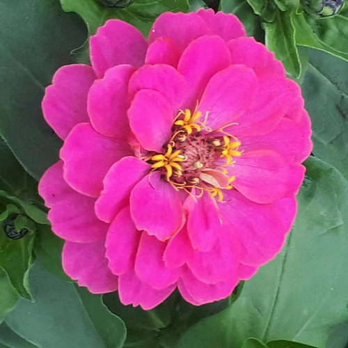Visuel 1 du produit Zinnia à grandes fleurs - Le pot de Ø 13 cm