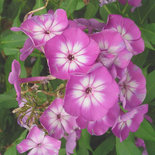 Visuel 1 du produit Phlox Paniculata Varié - Le pot de 7,5 litres