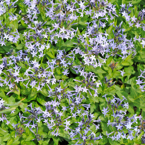 Visuel 1 du produit Amsonia Taber Blue Ice. Le pot de 4 litres