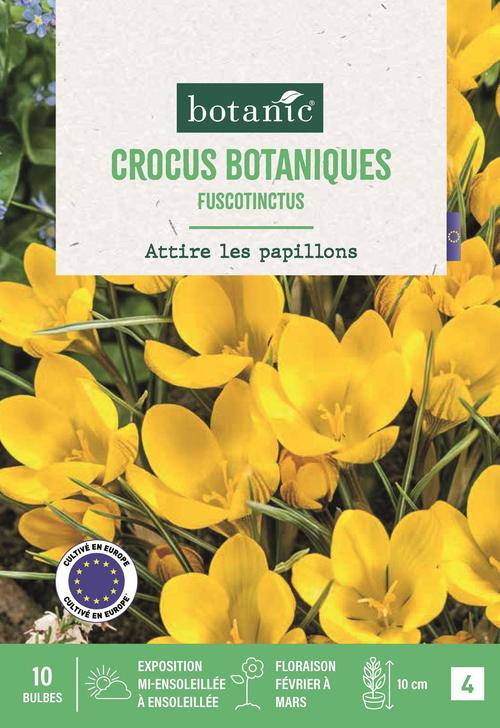 Visuel 1 du produit Crocus bot fuscotinctus X10