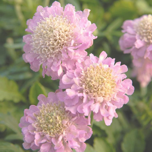 Visuel 1 du produit Scabieuse pink mist coloris rose. Le pot de 2 litres