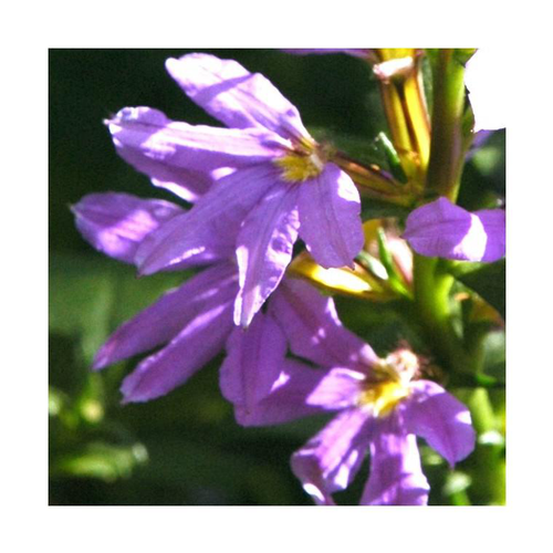 Visuel 1 du produit Scaevola - Le pack de 4 plants