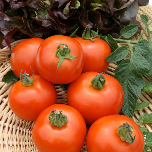 Visuel 1 du produit Tomate Fournaise F1 Bio. La barquette de 6 plants