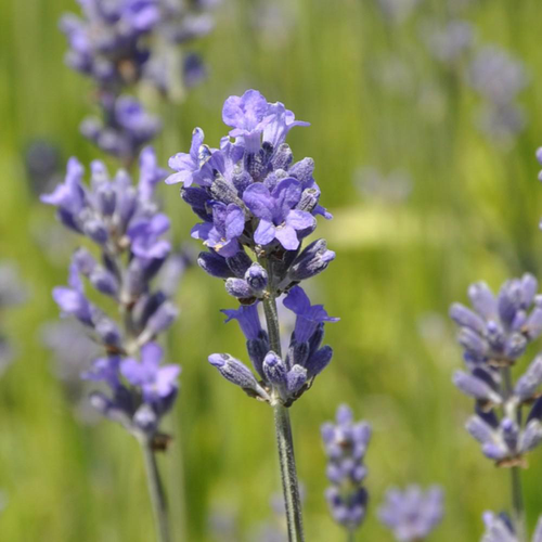 Visuel 1 du produit Lavande Angustifolia coloris bleu – 3 L