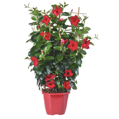 Visuel 1 du produit Dipladenia Sundaville Espalier - Le pot de 41 cm