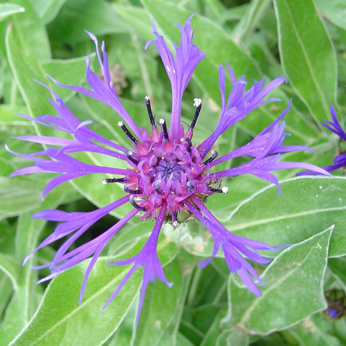 Visuel 1 du produit Centaurée des Montagnes 'Amethyst In Snow' - Le pot de 2 litres
