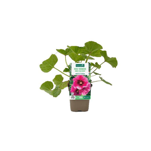 Visuel 1 du produit Rose trémière simple ‘Halo Cerise’ - Le pot de 1 litre