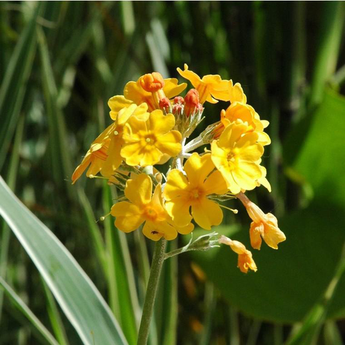 Visuel 1 du produit Primula Denticulata - Le pot de 1 litre