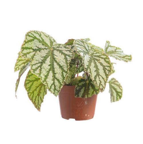 Visuel 1 du produit Bégonia rex multicolore. Le pot de Ø 12 cm