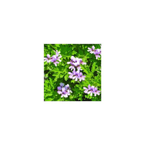 Visuel 1 du produit Géranium odorant citronnelle - Le pot de 1 litre