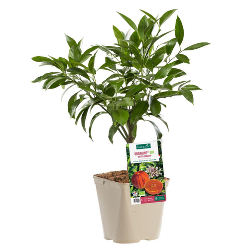 Visuel 1 du produit Citronnier Orangine® bio botanic®. Le pot de 3 litres