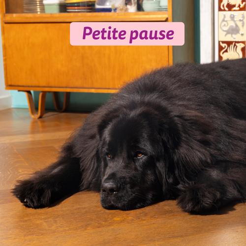 Visuel 5 du produit Croquettes pour chiot au canard et au poulet sans céréales Edgard & Cooper - 7 kg