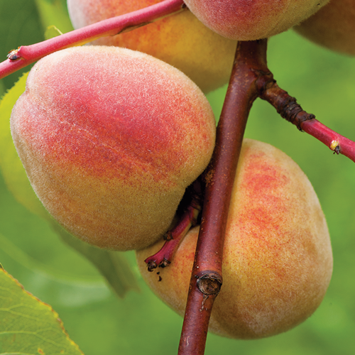 Visuel 1 du produit Pêcher Pêche De Vigne Bio. Le pot de 12 litres