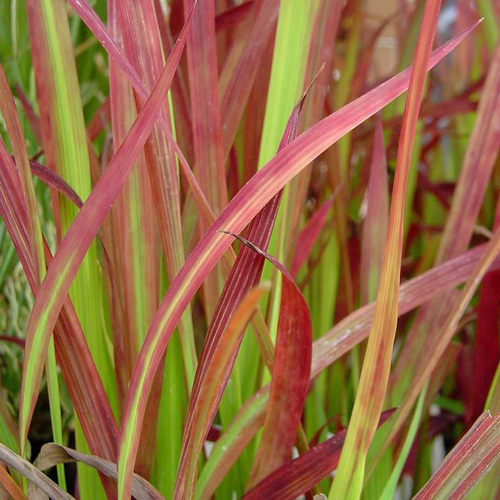 Visuel 1 du produit Imperata Red Baron - Le bac carré