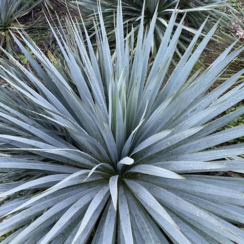 Visuel 1 du produit Yucca rostrata French Flag®. Le pot de 3,5 litres, forme globe