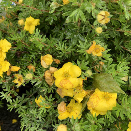 Visuel 1 du produit Potentille Fructicosa Kobols jaune. Le pot de 10 litres