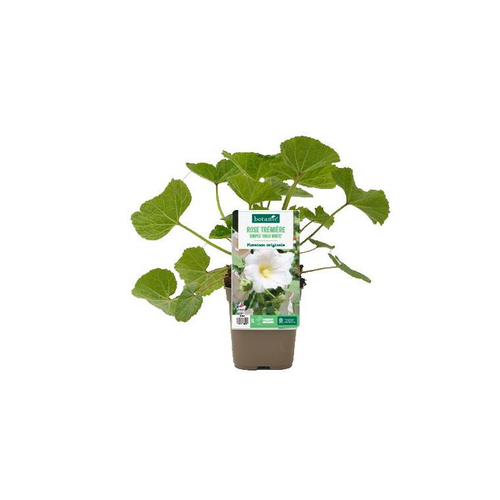 Visuel 1 du produit Rose trémière simple ‘Halo White’ - Le pot de 1 litre