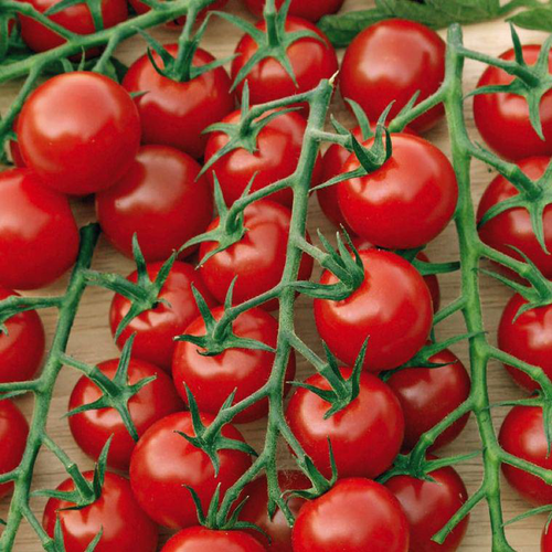 Visuel 1 du produit Tomate Delice Du Jardinier bio. La barquette de 3 plants