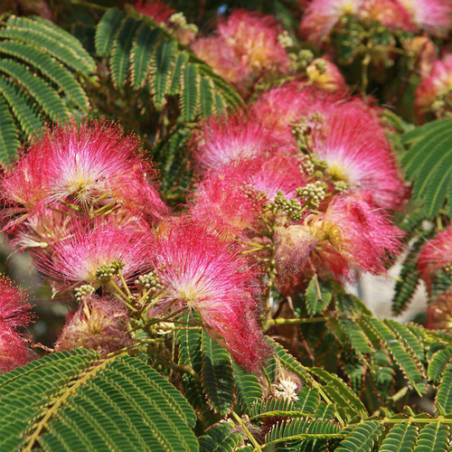 Visuel 1 du produit Albizia Shidare. Le pot de 15 litres