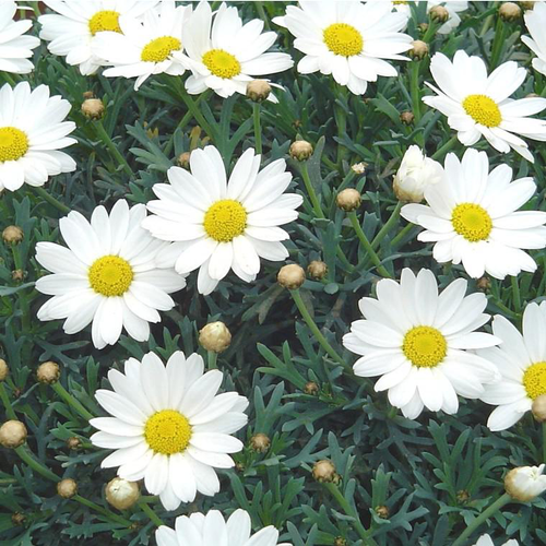 Visuel 1 du produit Anthémis (Fausse Camomille ou Camomille des teinturiers) à fleurs multicolores - Le pot de 5 litres