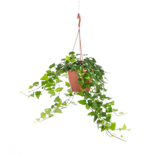 Visuel 1 du produit Hedera Irlande suspension Ø20xH45 cm