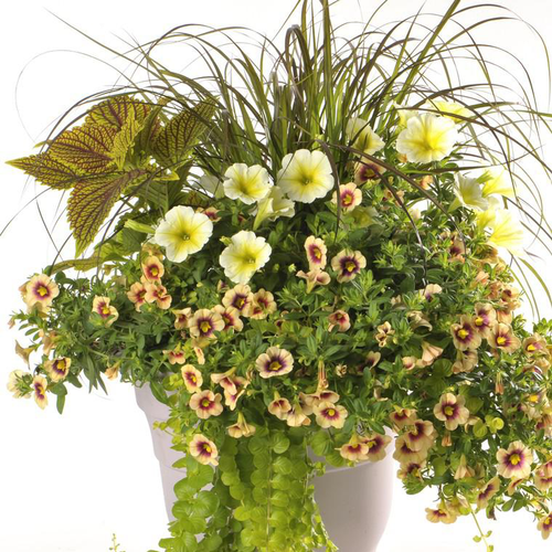 Visuel 2 du produit Potée inspiration - Le pot de 2 litres