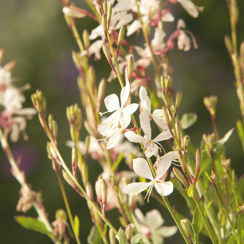 Visuel 1 du produit Gaura blanche en pot de 2 L