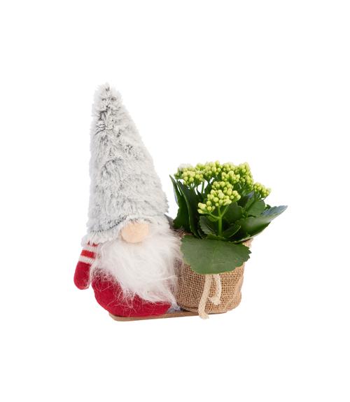 Visuel 1 du produit Kalanchoé et cache pot. 25 cm