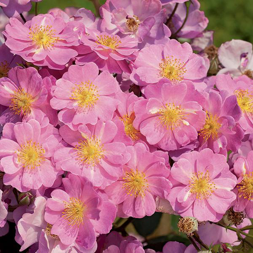 Visuel 1 du produit Rosier LAVENDER DREAM® ‘Interlav’ violet. Le pot de 7L