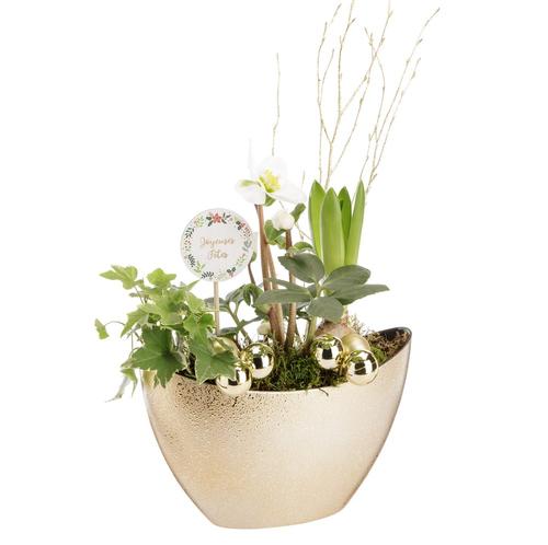 Visuel 1 du produit Composition d'Hellébore et Jacinthe blancs. La jardinière 24 x 10 cm en forme de pagode dorée.