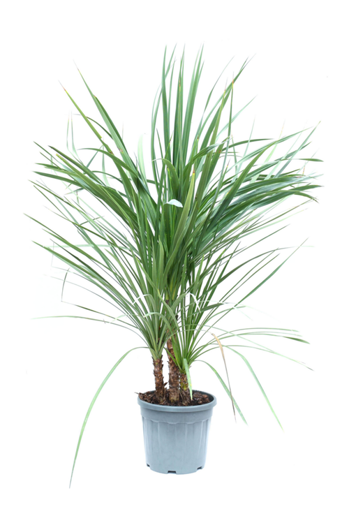 Visuel 1 du produit Cordyline Australis, Le pot de 18 Litres