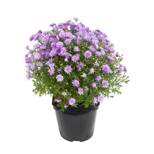 Visuel 1 du produit Aster Dumosus - Le pot de 3 litres