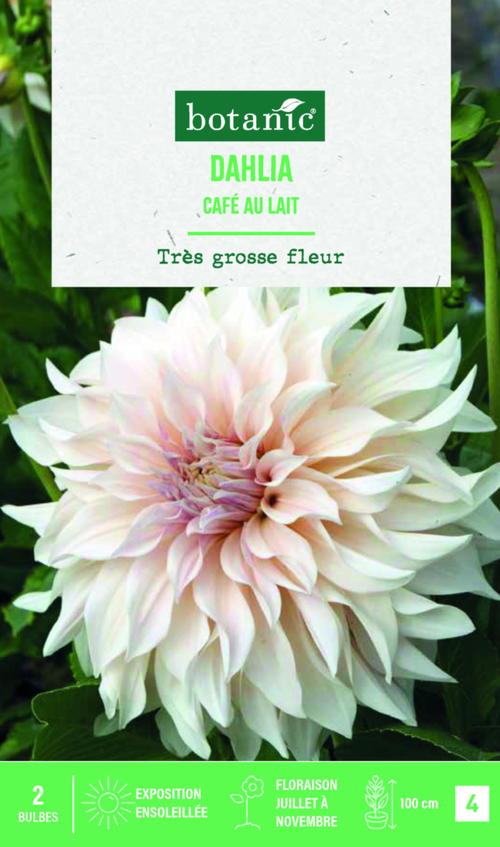 Visuel 1 du produit Bulbes de fleurs Dahlia décoratif Café au lait botanic® - 2 bulbes