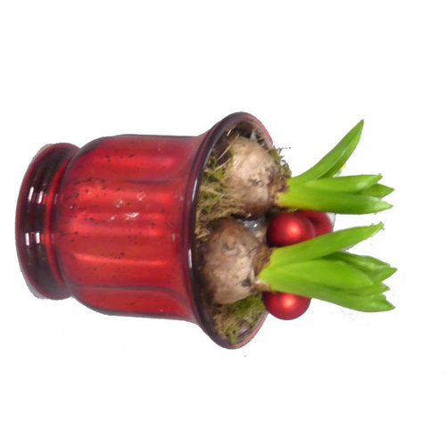 Visuel 1 du produit Jacinthe x2 verrerie rouge - La composition