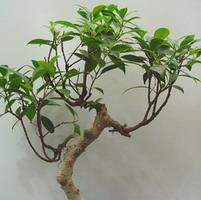 Visuel 1 du produit Ficus. Le pot de Ø 40 x H 170 cm, forme spirale