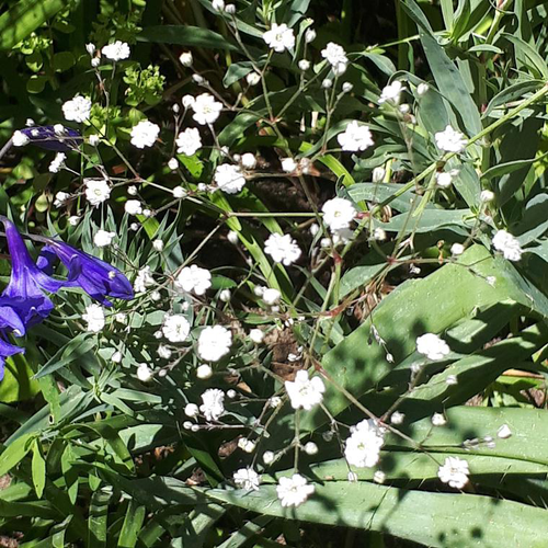 Visuel 1 du produit Gypsophile blanc. Le pot de 2 litres
