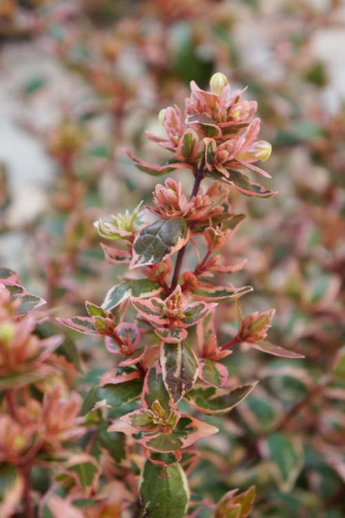 Visuel 2 du produit Abelia grandiflora Magic Daydream coloris vert – 3,5 L