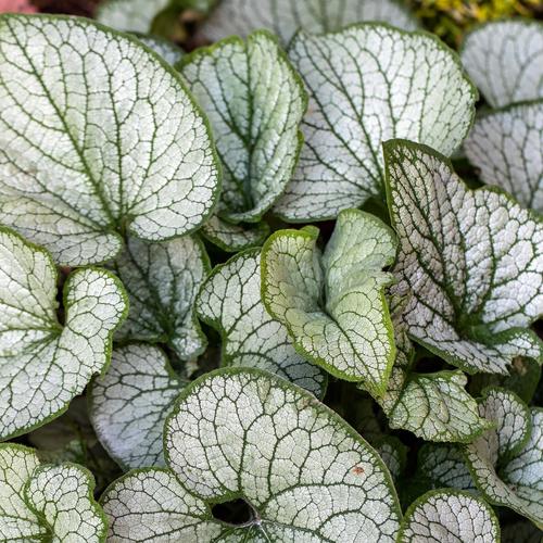 Visuel 1 du produit Myosotis Du Caucase ‘Jack Frost’ - Le pot de 2 litres