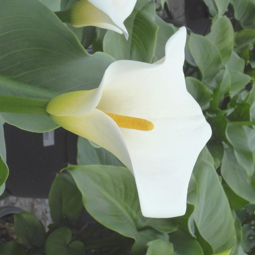 Visuel 1 du produit Arum blanc. Le pot de 3 litres