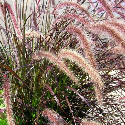Visuel 1 du produit Pennisetum Rubrum - Le pot de 2 litres