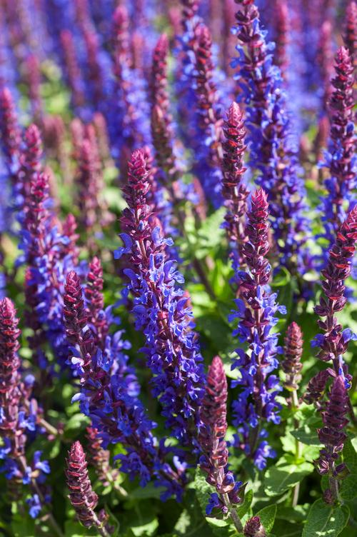 Visuel 1 du produit Sauge des bois SALVIA SENSATION® MEDIUM DEEP BLUE - Le pot de 2 litres