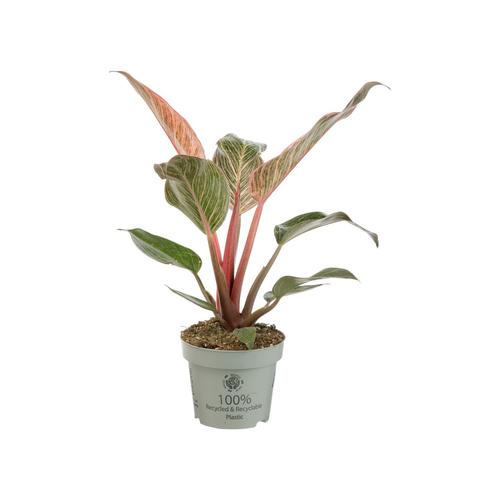 Visuel 1 du produit Philodendron Pink Bikini. Le pot de Ø 10,5 cm