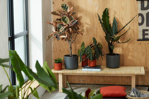 Visuel 7 du produit Cache-pot anthracite Elho b.for soft - Ø 22 cm