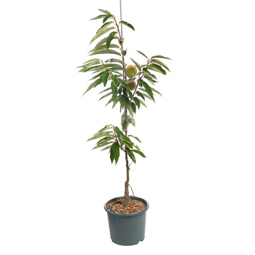 Visuel 1 du produit Chataignier Marsol. Le pot de 15 litres